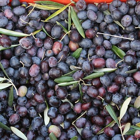 קאסאנו דלה מורג'ה Agriturismo Amicizia מראה חיצוני תמונה