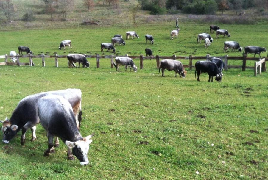 קאסאנו דלה מורג'ה Agriturismo Amicizia מראה חיצוני תמונה