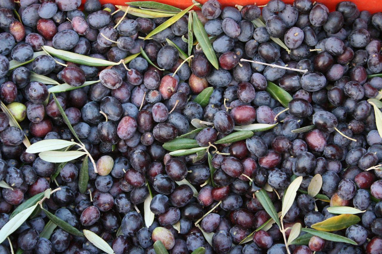 קאסאנו דלה מורג'ה Agriturismo Amicizia מראה חיצוני תמונה