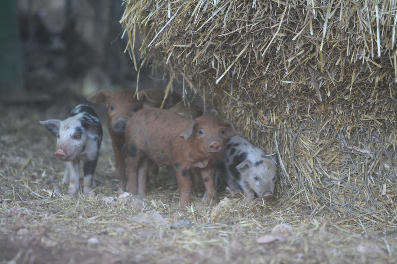 קאסאנו דלה מורג'ה Agriturismo Amicizia מראה חיצוני תמונה