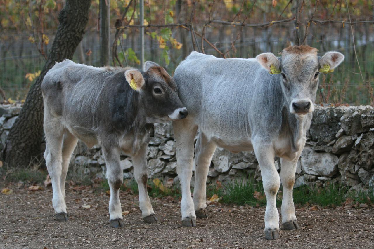 קאסאנו דלה מורג'ה Agriturismo Amicizia מראה חיצוני תמונה