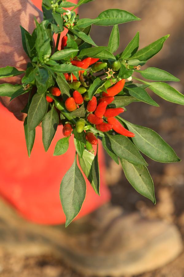 קאסאנו דלה מורג'ה Agriturismo Amicizia מראה חיצוני תמונה